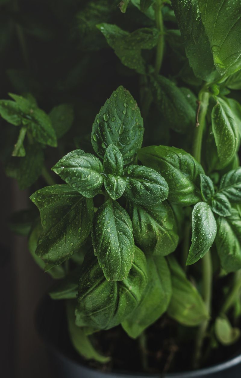 Fragrant Basil Wilting At The First Chill