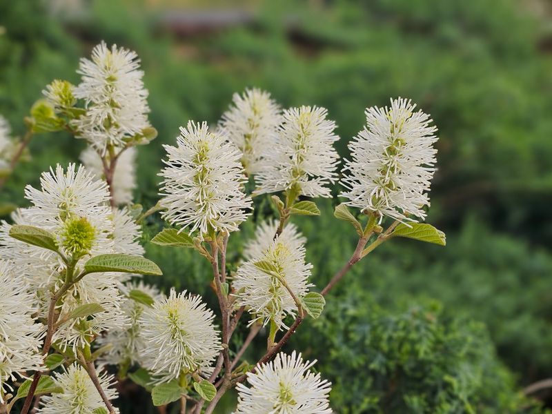 Fragrant Flowers Draw Early Pollinators