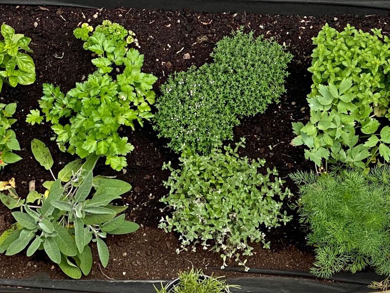 Fragrant Herbs For Kitchen Gardens Fragrant Herbs For Kitchen Gardens