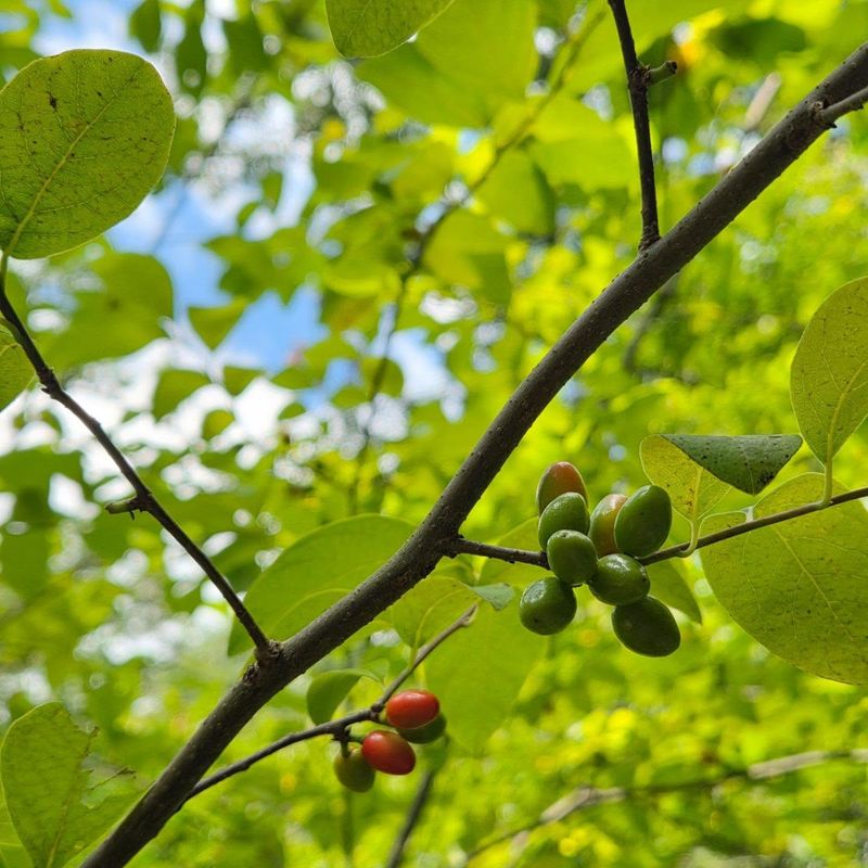 Fragrant Leaves And Twigs That Smell Wonderful Fragrant Leaves And Twigs That Smell Wonderful
