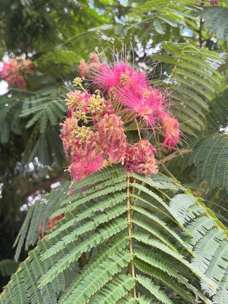 Fragrant Mimosa Fragrant Mimosa
