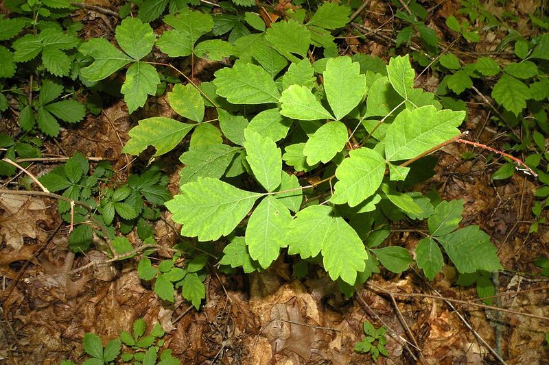 Fragrant Sumac For Fast Ground Cover