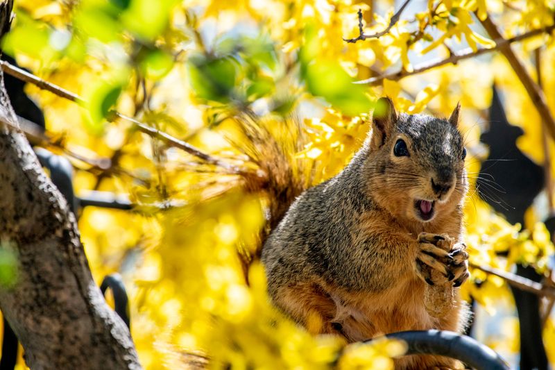 Frantic Squirrel Hoarding Frantic Squirrel Hoarding