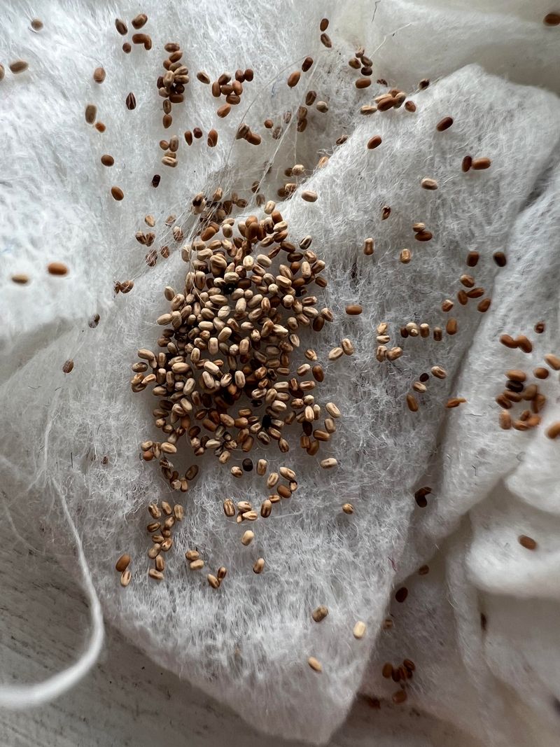Frass That Looks Like Tiny Pellets Frass That Looks Like Tiny Pellets