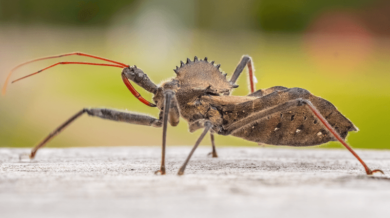 Free Pest Patrol Working The Night And Day Shift