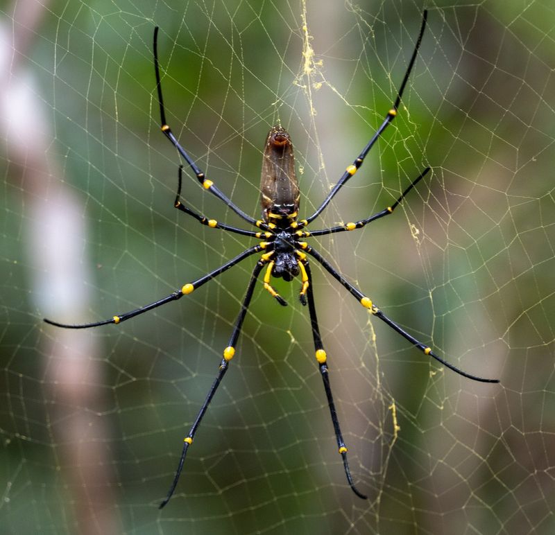 Free Pest Patrol Working Your Backyard