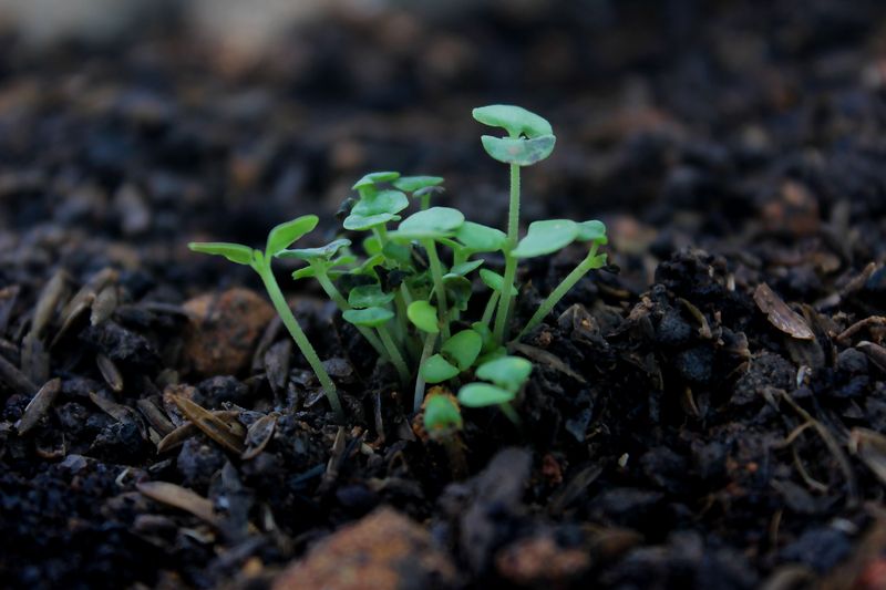 Free Seedlings You Are Tossing In The Compost