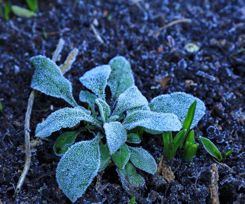 Freezing And Thawing Causes Frost Heaving