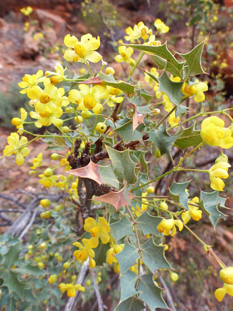 Fremont Barberry