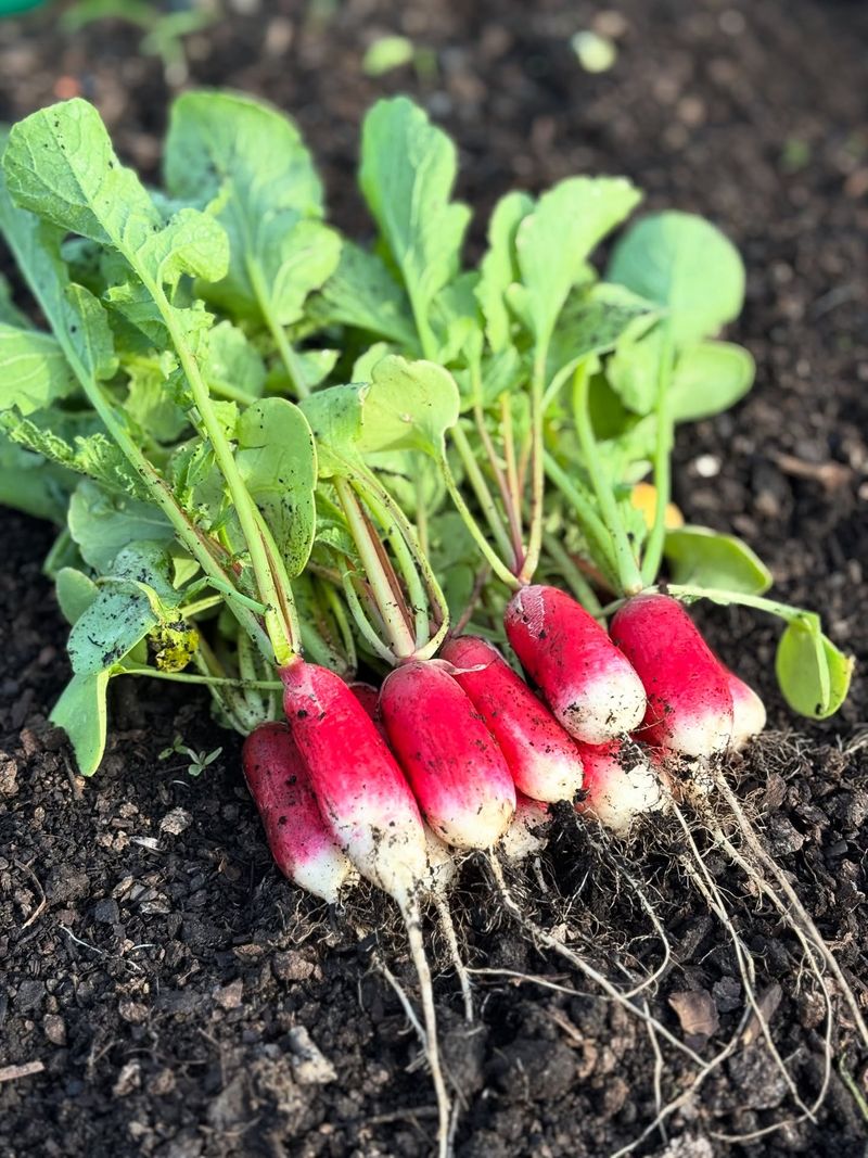 French Breakfast Radishes Offer A Quick Early Fall Crop French Breakfast Radishes Offer A Quick Early Fall Crop