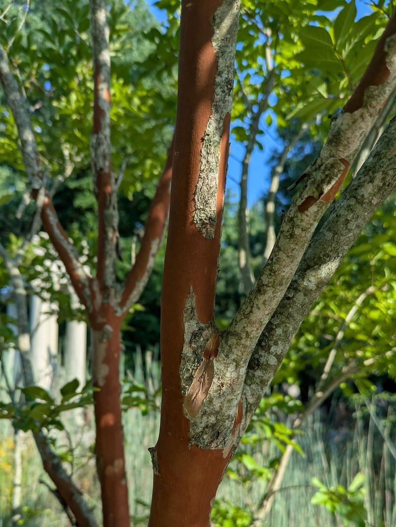 Fresh Bark Underneath Creates A Mottled Look Fresh Bark Underneath Creates A Mottled Look
