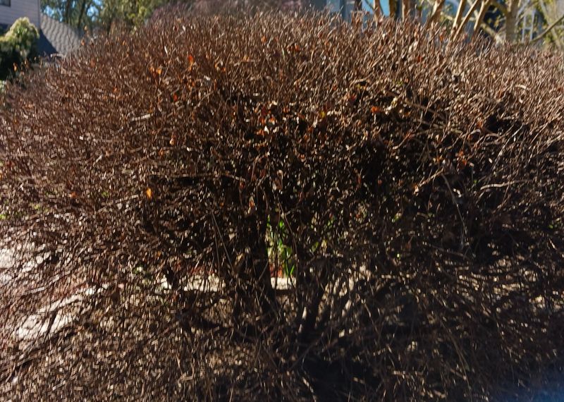 Fresh Cuts Can Be More Exposed To Winter Damage Fresh Cuts Can Be More Exposed To Winter Damage