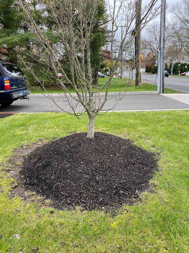Fresh Fall Mulch Can Hide A Common Mistake