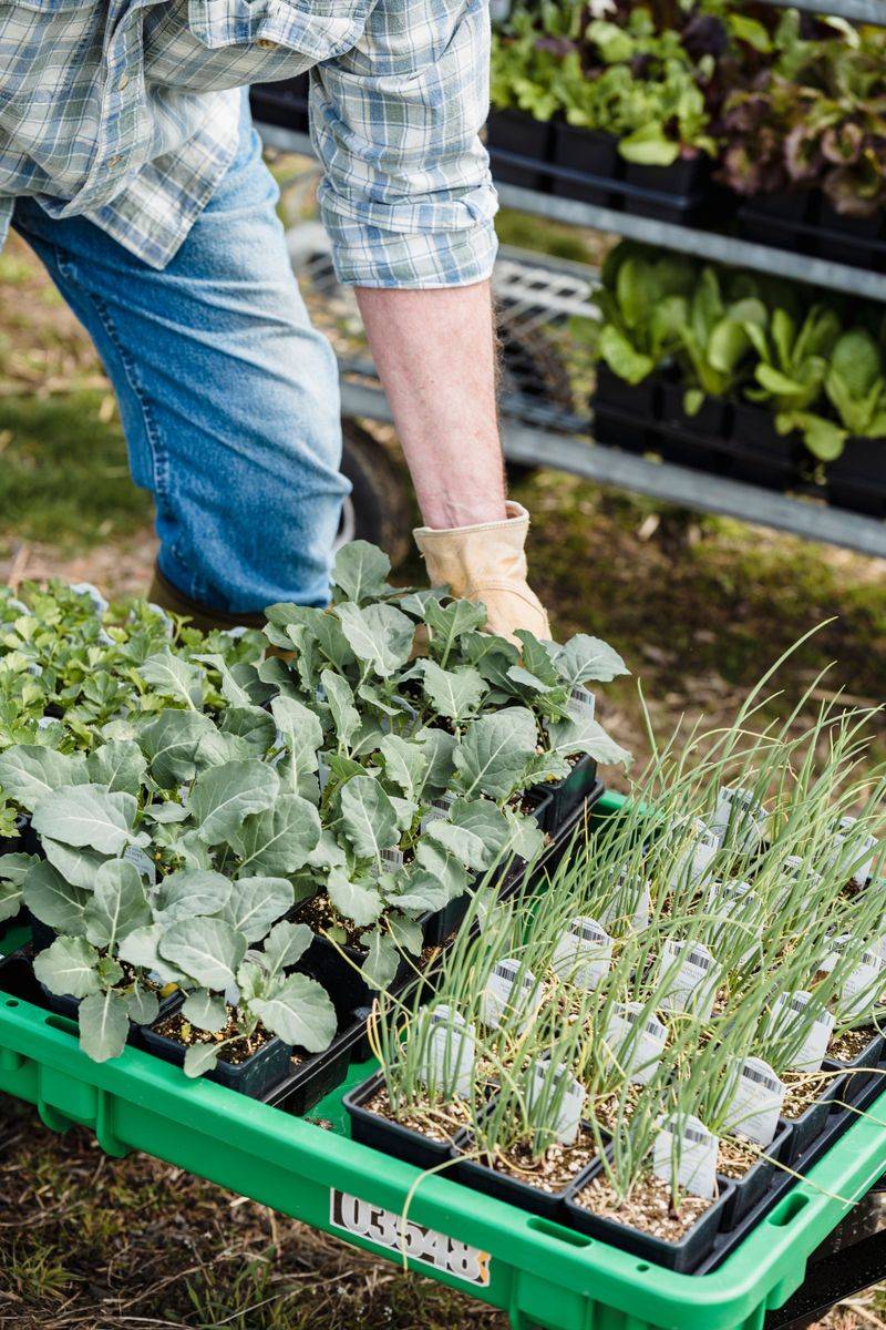 Fresh Fall Plantings Serve Up Tender New Temptations Fresh Fall Plantings Serve Up Tender New Temptations