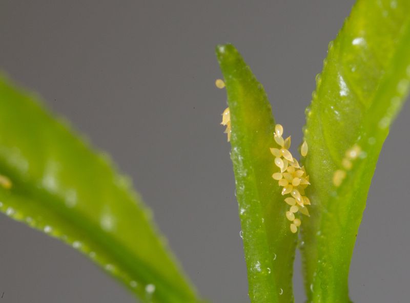 Fresh Growth Can Attract The Psyllid Fresh Growth Can Attract The Psyllid