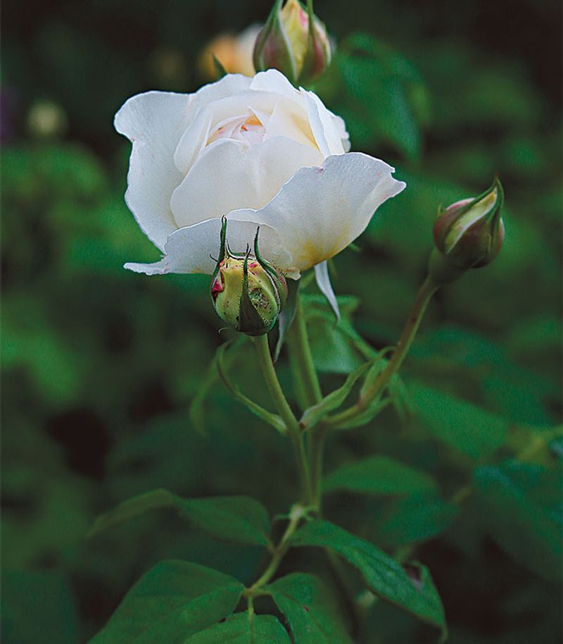 Fresh Growth Often Signals More Blooms Ahead Fresh Growth Often Signals More Blooms Ahead