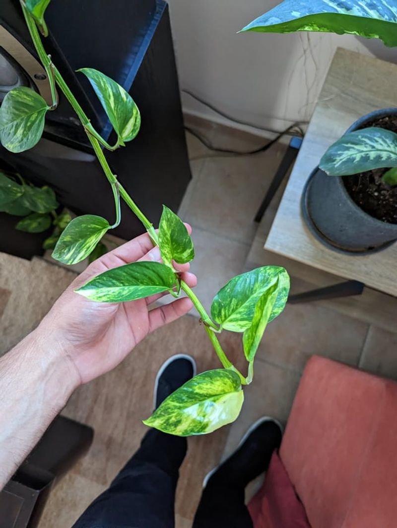 Fresh Growth Shows Improvement First