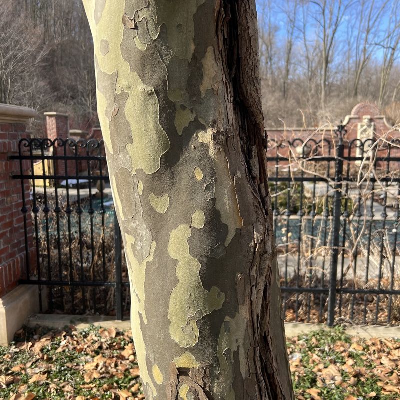 Fresh Layers Create The Familiar Mottled Trunk