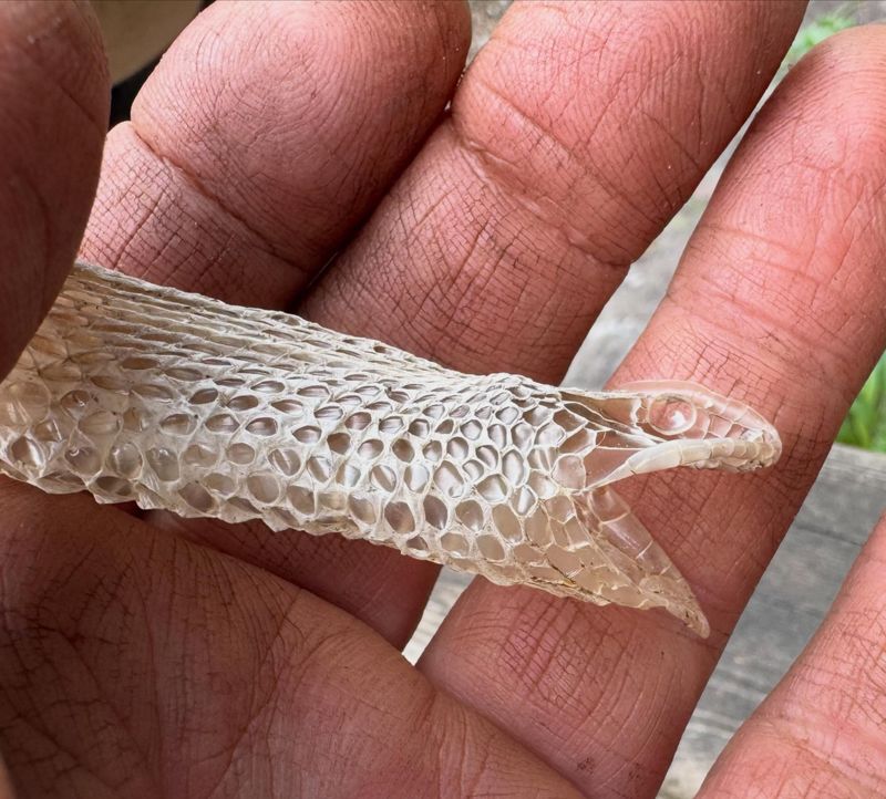 Fresh Snake Skins Turn Up Near Sheltered Garden Spots Fresh Snake Skins Turn Up Near Sheltered Garden Spots