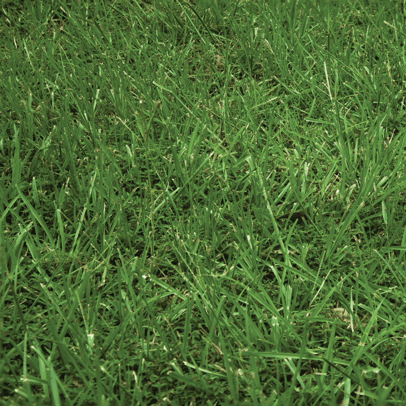 Fresh Sprouts Are More Fragile Than They Look Fresh Sprouts Are More Fragile Than They Look