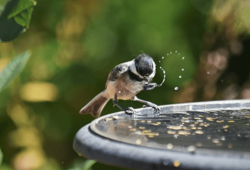 Fresh Water Can Pull Migrants Into Your Backyard