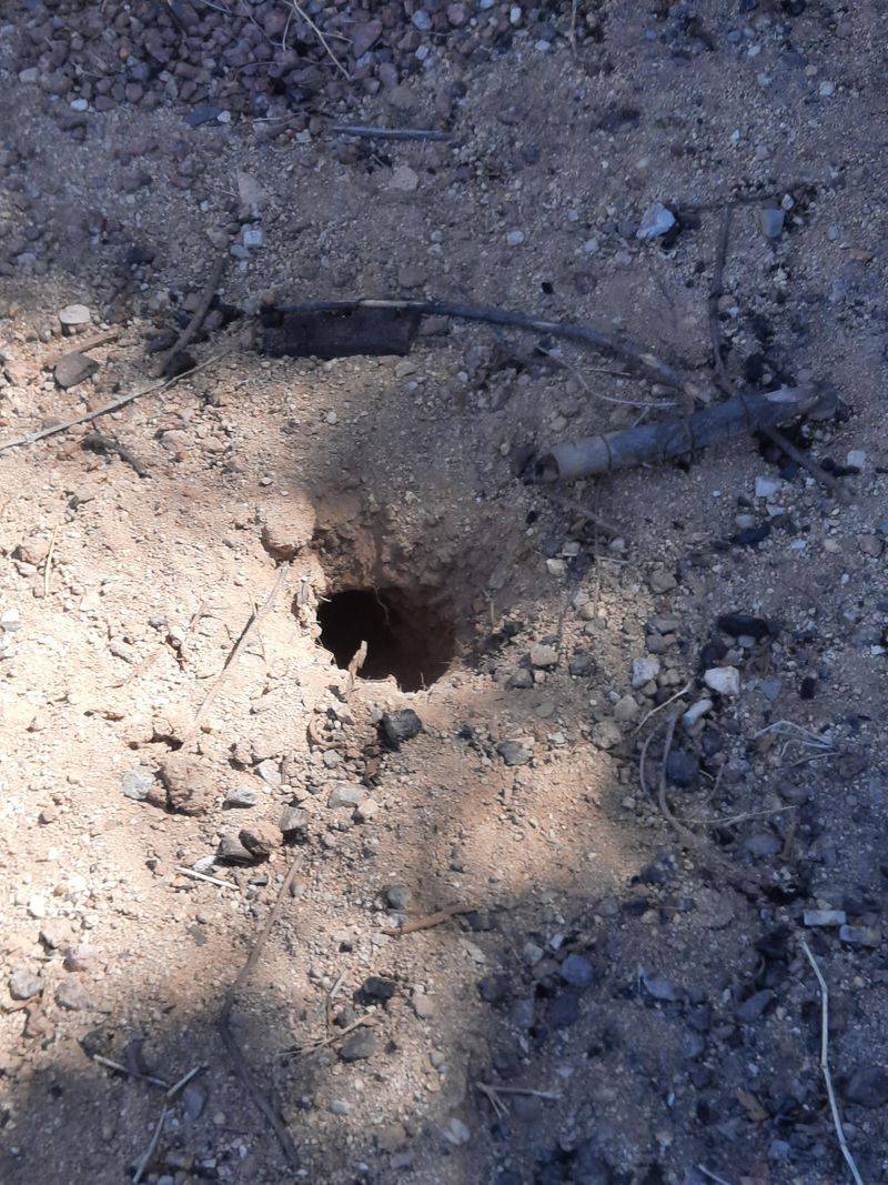 Fresh holes do not prove a fall armadillo invasion