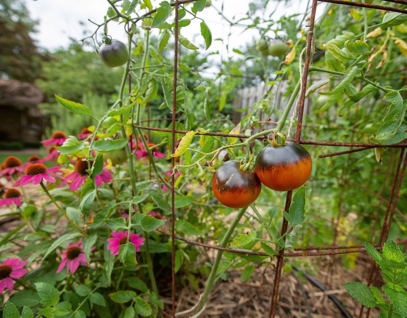 Freshly Fertilized Vegetable Patches Freshly Fertilized Vegetable Patches