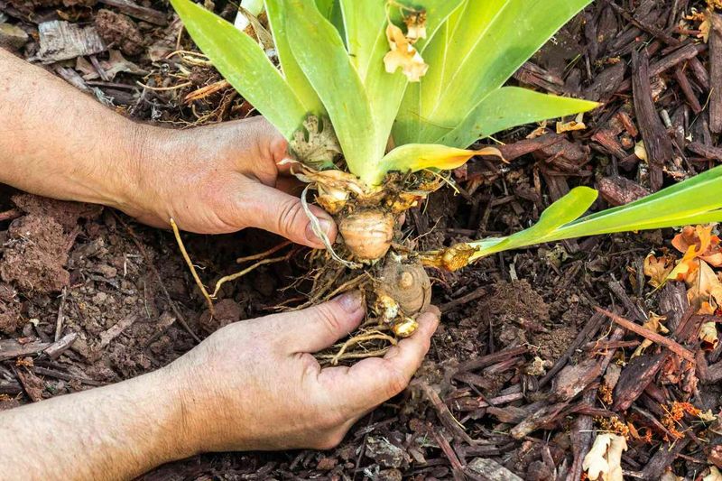 Freshly Planted Bulbs Can Quickly Attract Unwanted Digging Freshly Planted Bulbs Can Quickly Attract Unwanted Digging
