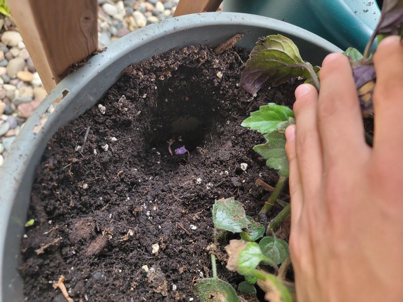 Freshly Turned Soil Makes Bulbs Easier To Find