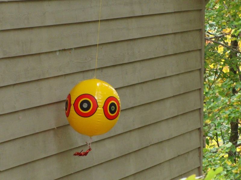 Friendly Ways To Say Goodbye To Woodpeckers