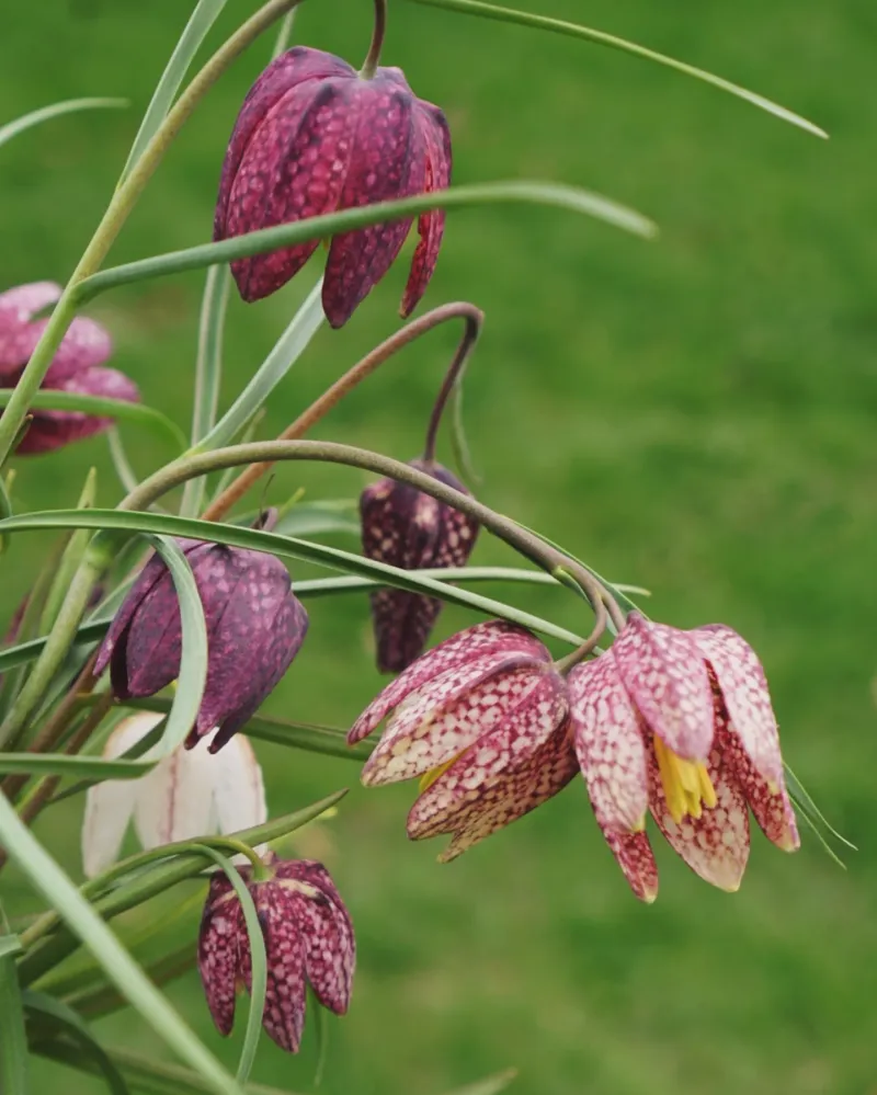Fritillaria Adds An Unexpected Touch To Spring Gardens Fritillaria Adds An Unexpected Touch To Spring Gardens