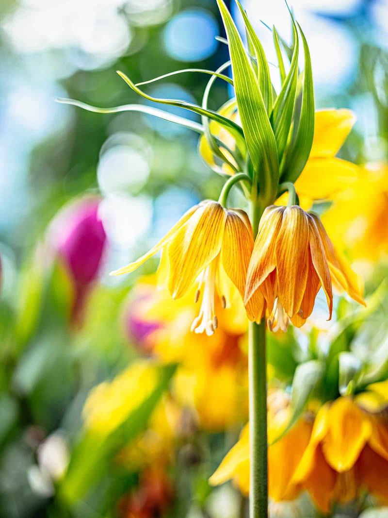 Fritillaria Brings A Quirky Twist Fritillaria Brings A Quirky Twist