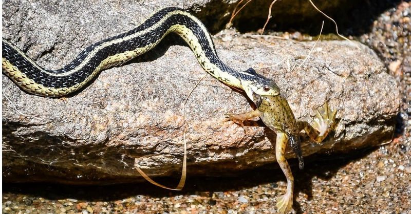 Frogs And Lizards Turn Wet Beds Into Hunting Grounds Frogs And Lizards Turn Wet Beds Into Hunting Grounds