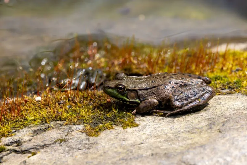 Frogs And Other Small Prey Gather Near Water Sources Frogs And Other Small Prey Gather Near Water Sources