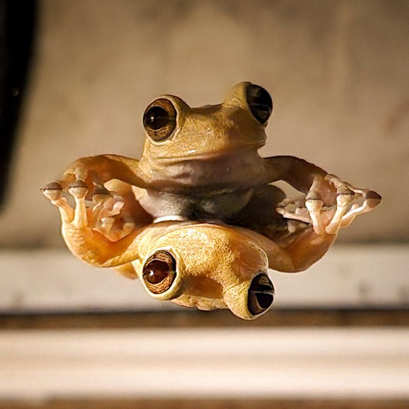 Frogs Leave Flooded Spots For Higher Ground Frogs Leave Flooded Spots For Higher Ground