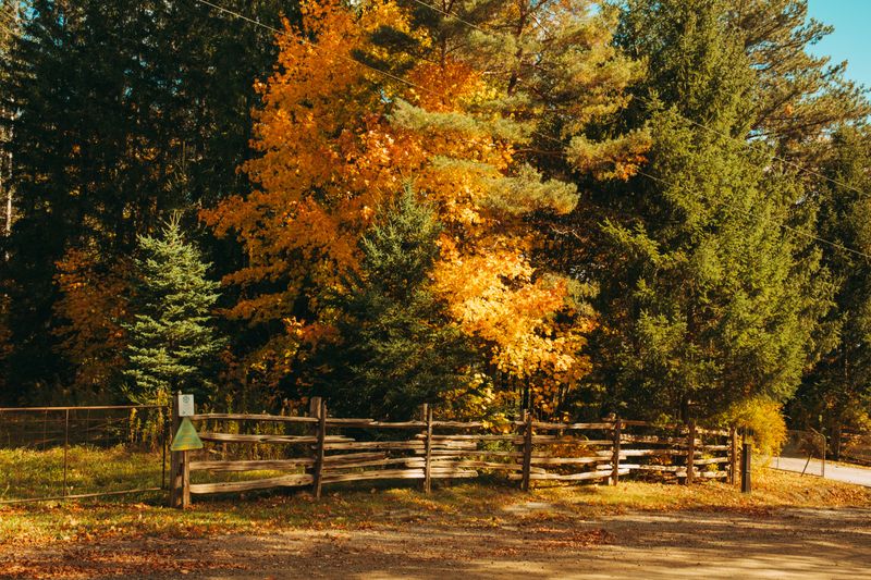 From Iowa Fence Lines To Michoacan Fir Forests From Iowa Fence Lines To Michoacan Fir Forests