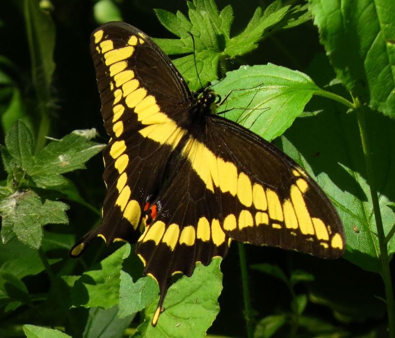 From Leaf Lump To The Largest Butterfly Around