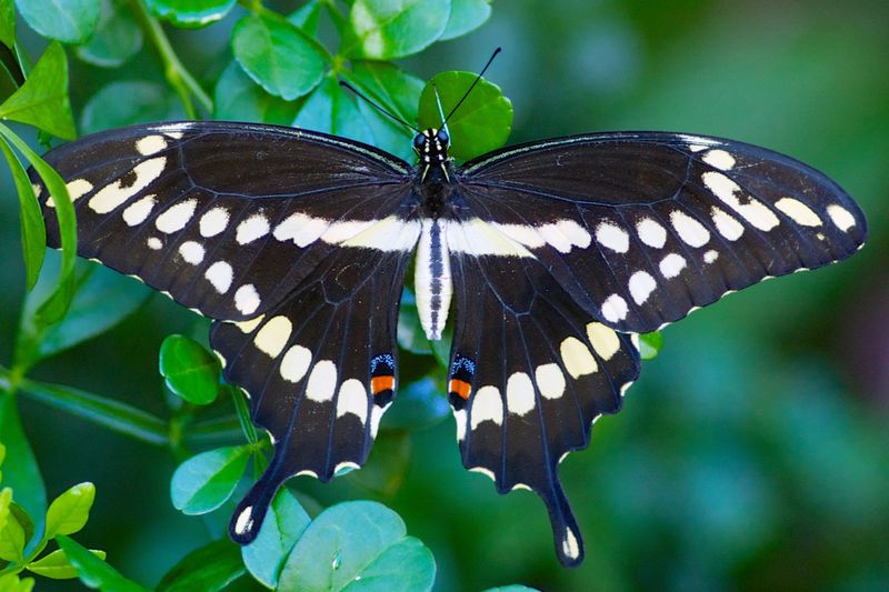 From Ugly Duckling To Alabama's Largest Butterfly