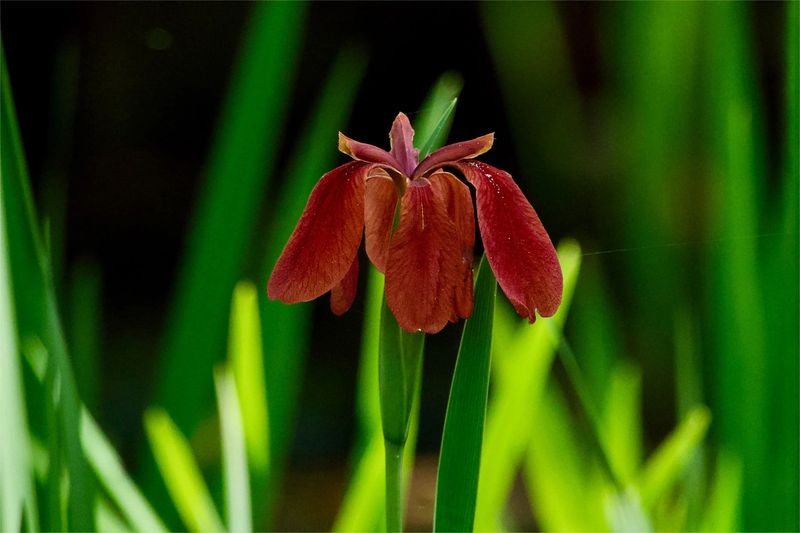 From Wild Swamp To Backyard Beds From Wild Swamp To Backyard Beds