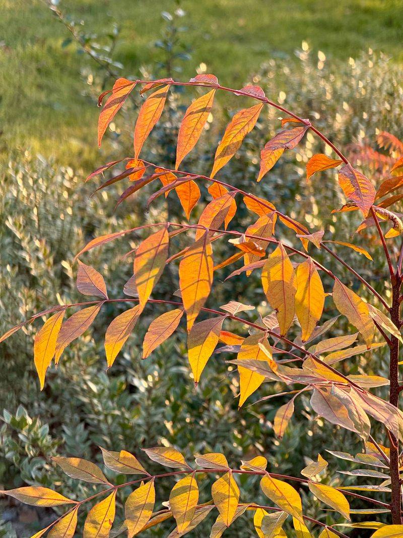 Front Yard Plant Identification In Early Fall Front Yard Plant Identification In Early Fall