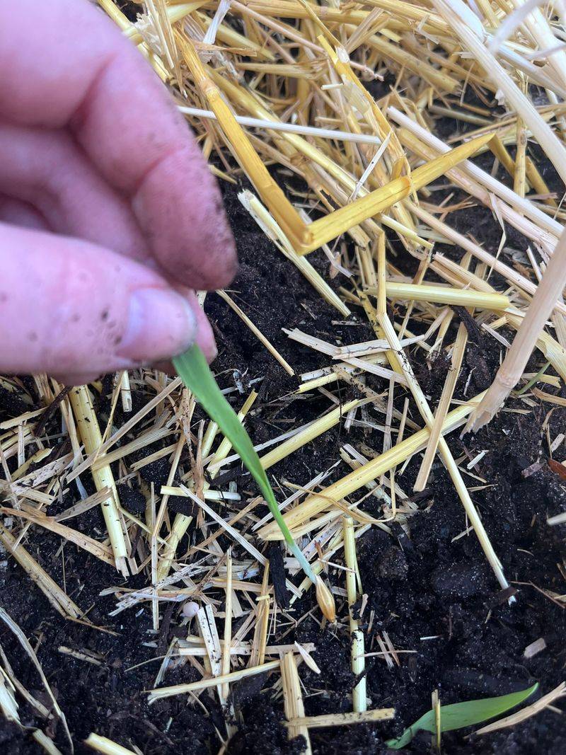 Frost Can Nip Tips Without Lasting Harm Frost Can Nip Tips Without Lasting Harm