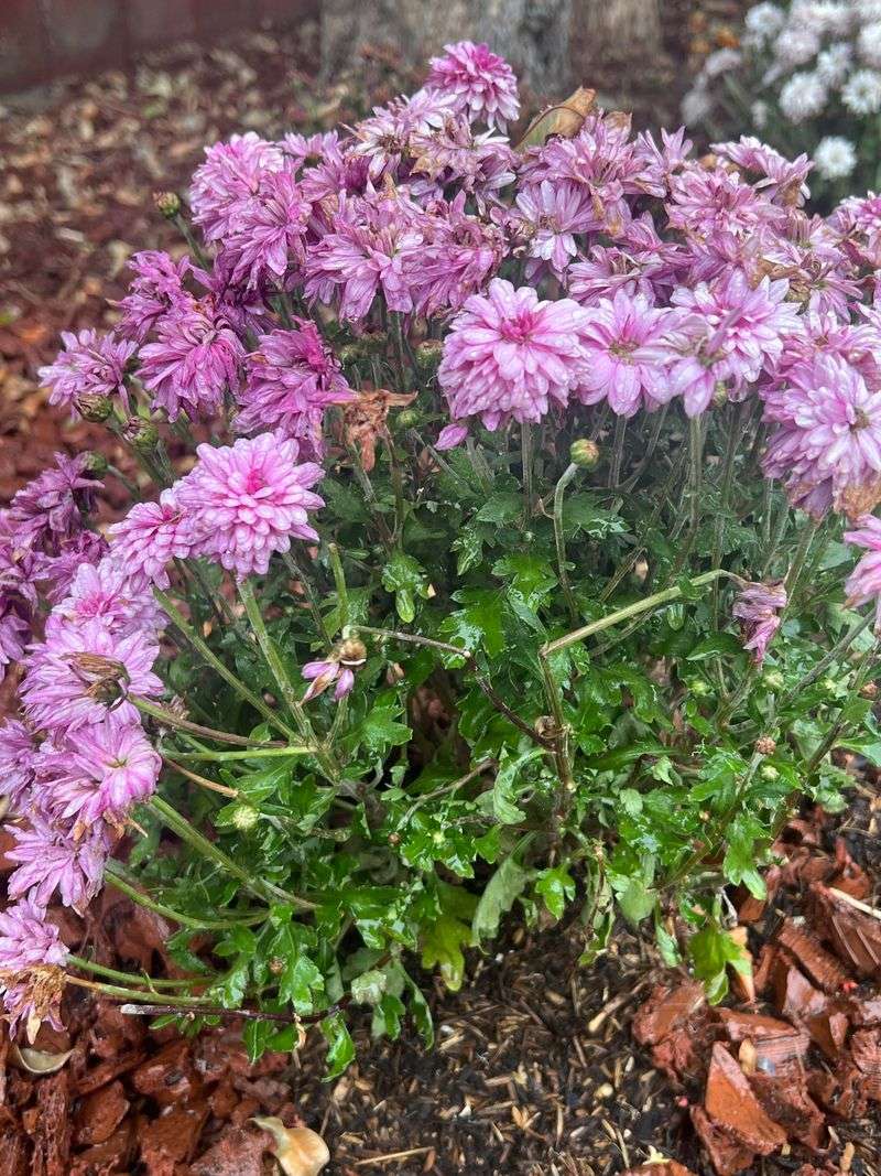Frost Can Quickly Damage Open Flowers