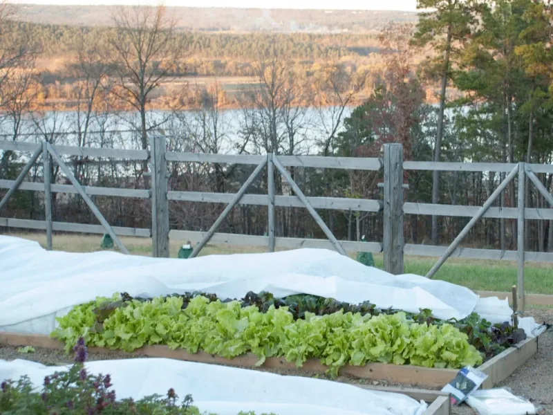 Frost Cloth Buys Tender Herbs Time