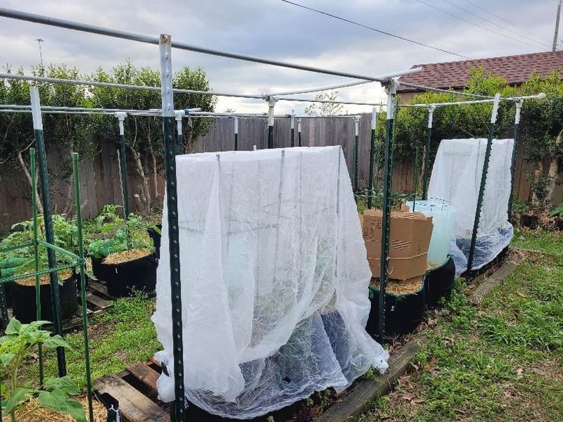 Frost Cloth Tucked Away For A Late Cold Snap