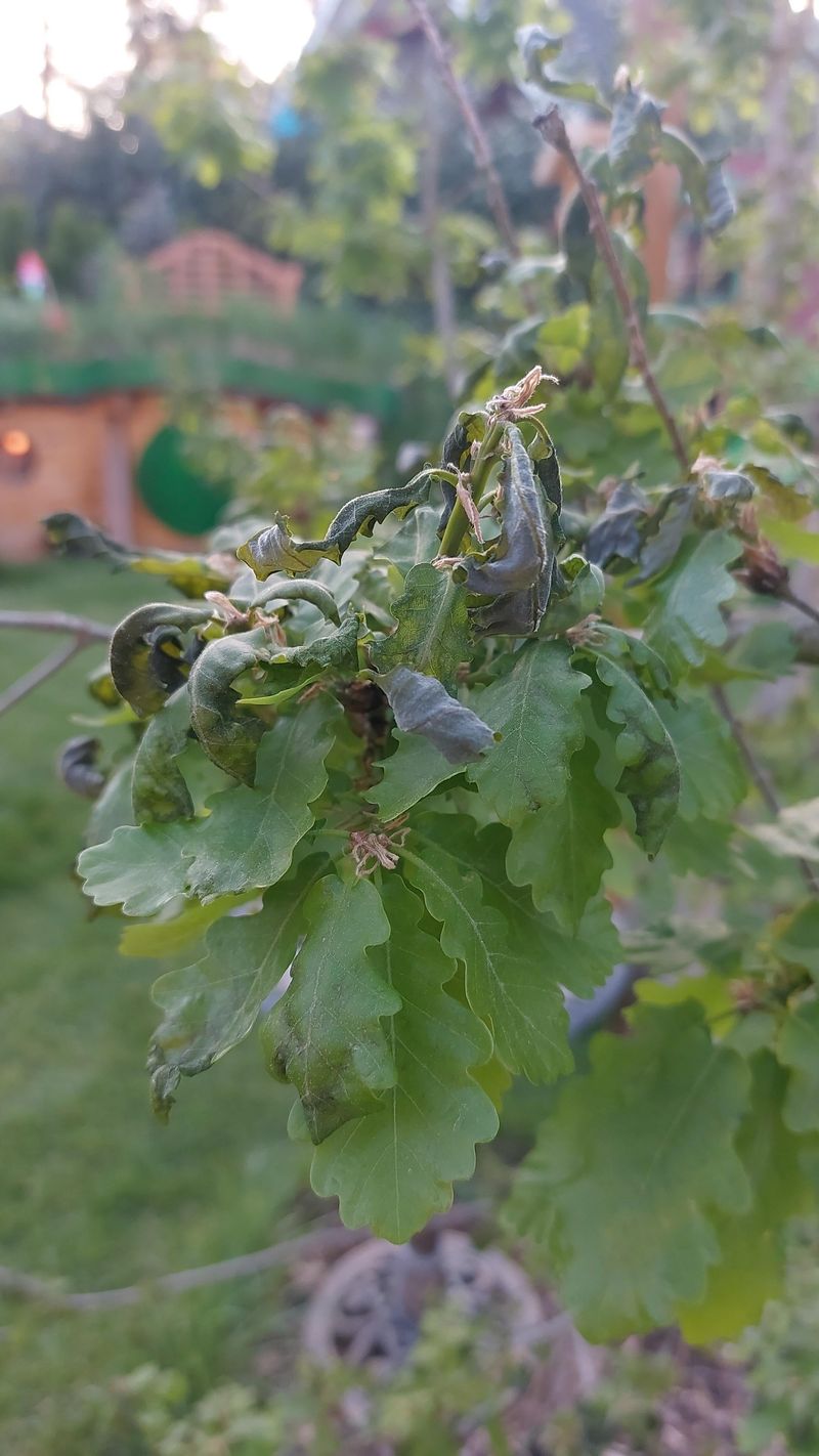 Frost Damage Risk On Tender Autumn Shoots Frost Damage Risk On Tender Autumn Shoots