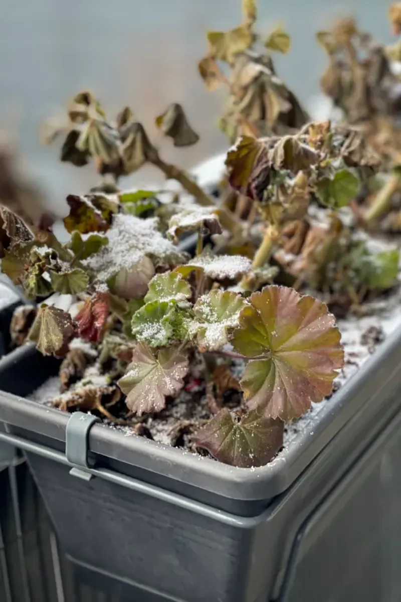 Frost-Damaged Stems Should Be Removed Once The Damage Becomes Clear