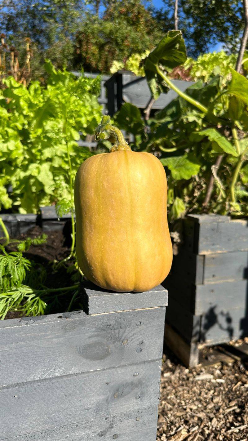 Frost Damages Pumpkin Rinds Frost Damages Pumpkin Rinds