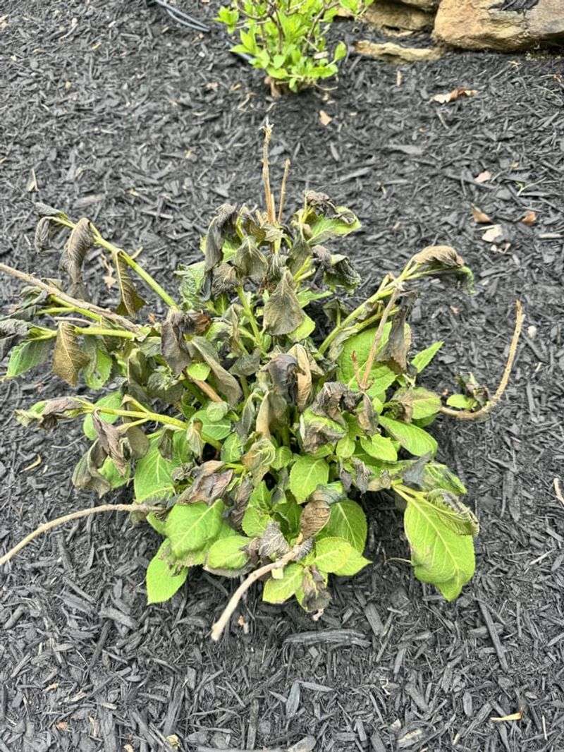 Frost Damages What Should Have Stayed Dormant Frost Damages What Should Have Stayed Dormant