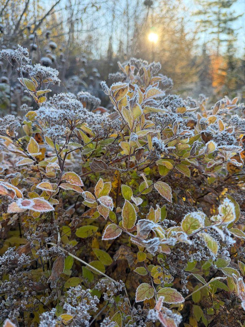 Frost Dates Across Ohio Growing Zones Frost Dates Across Ohio Growing Zones