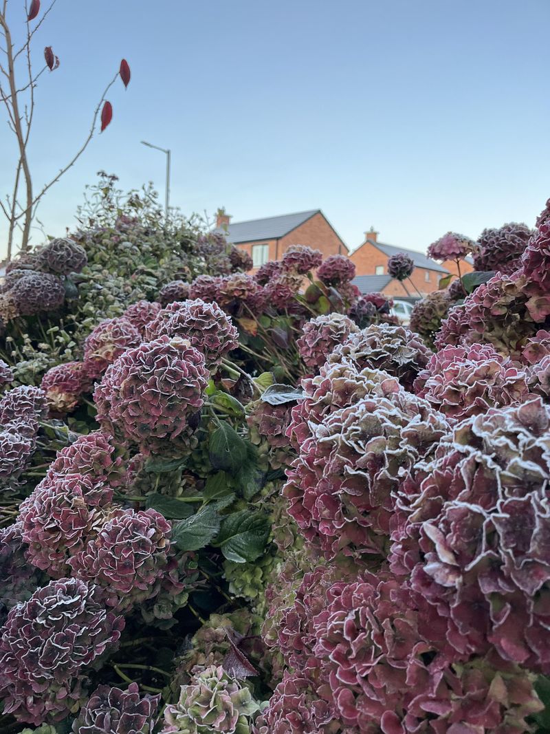 Frost Dates Across The Northern Counties Frost Dates Across The Northern Counties